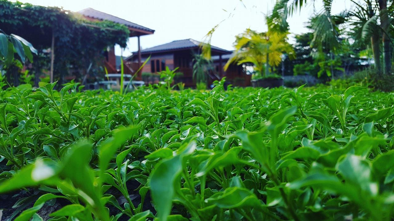 บ้านสวนมีดี ลำพูน Meedee Homestay Lamphun Ban Nong Pla Kho Eksteriør bilde